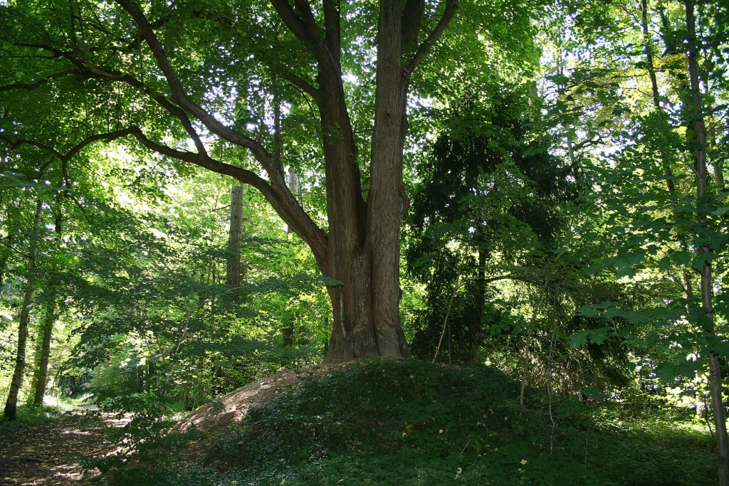 Arboretum de la Tessenire